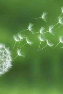 Ý Nghĩa Bồ Công Anh