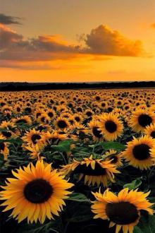 Hai Người Hai Kiếp Một Tình Yêu