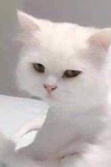 5 Nữ Chính Kia! Cút Cho Tôi