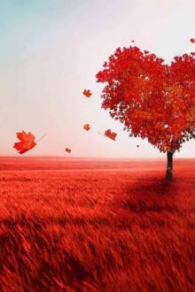 Những Mảnh Tình Của Người Xa Xứ