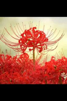 Bỉ Ngạn Túy Linh