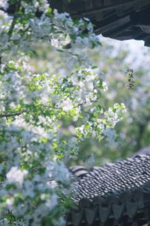 Xuyên Nhanh Mỗi Ngày Đều Run Rẩy Sợ Chết