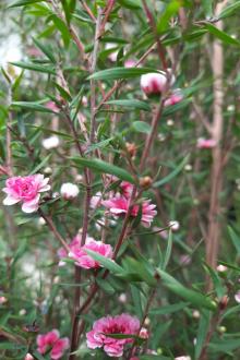 Trọng Sinh Chi Thú Nhân Cơ Giáp