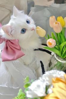 Em Không Ngại Anh Vừa Xấu Lại Mù