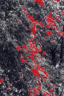 Còn Lưu Luyến Mùi Hương