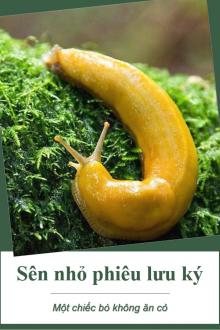 [ĐM] Sên Nhỏ Phiêu Lưu Ký