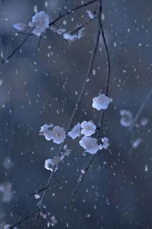 Ngày Mai Ngắm Tuyết Được Không?