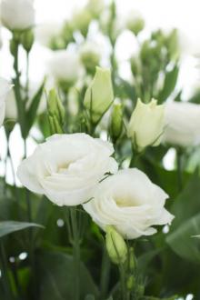 Người Trộm Vận Mệnh Của Tôi