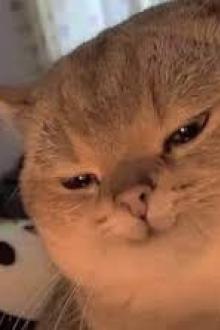 Đoản Mỹ Cường