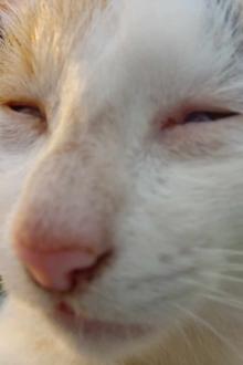 Không Đáng Tin Đâu Nha