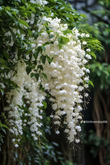 Tôi Không Tật, Anh Mới Tật!