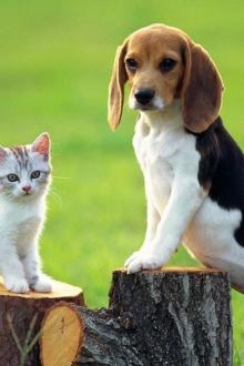 Tất Cả Chó Mèo Trong Khu Phố Đều Là Bạn Qua Mạng Của Tôi