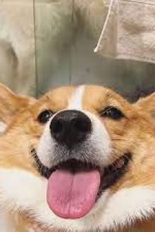 Bé Chân Ngắn Và Quý Ngài Cuồng Bóng Lông