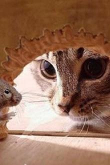 Bị Mèo Bá Chiếm Giường Phải Làm Sao Bây Giờ?