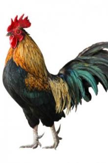 Cẩn Thận Với Thịt Gà