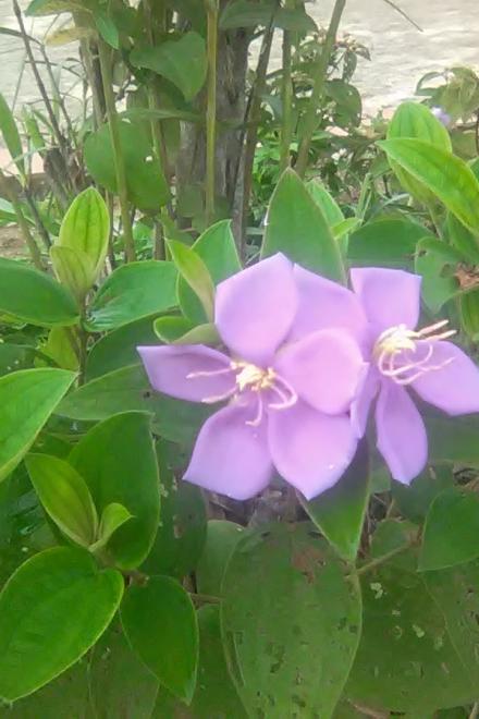 Tế Phẩm Phu Nhân