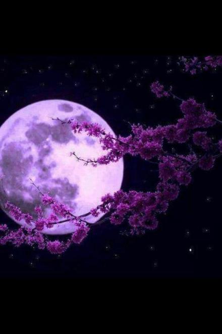 Đóa Tử La Lan Tím