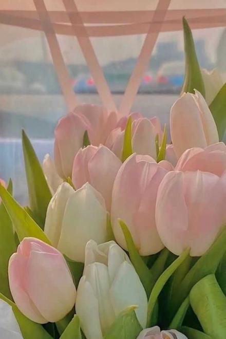 Điều Hương Sư Sủng Bạn Trai