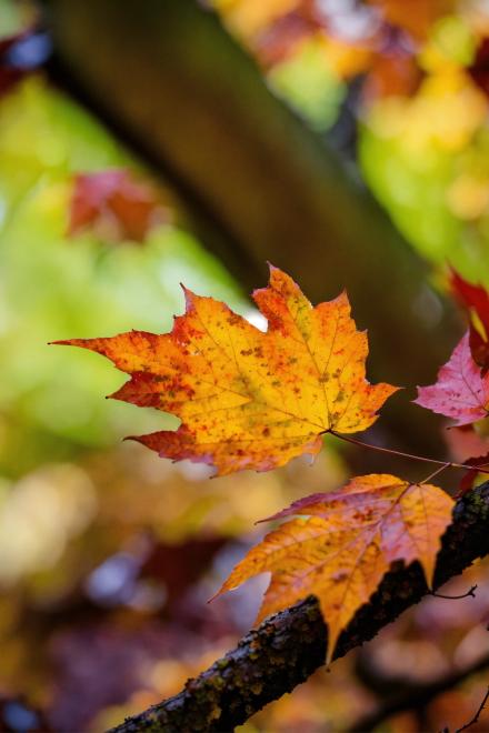 (12 Chòm Sao) (Sư Tử X Bọ Cạp) Tình Yêu Đôi Ta