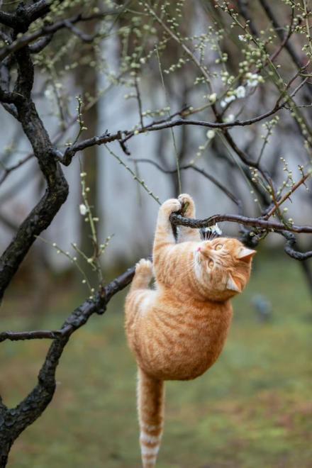 Alpha Meo Thì Cũng Là Alpha Mà!