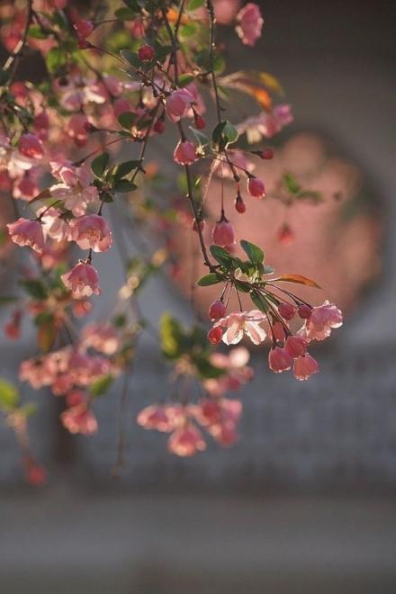 Xuyên Thành Nam Phụ Pháo Hôi Ta Chỉ Muốn Chết