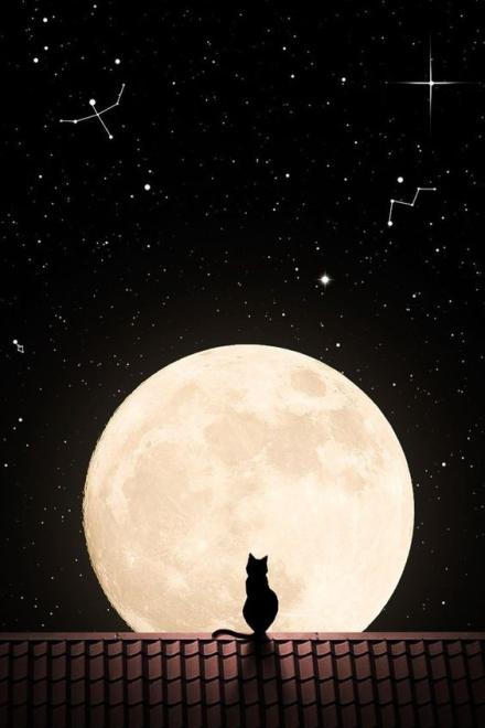 Omega Mèo Con Rất Ngoan