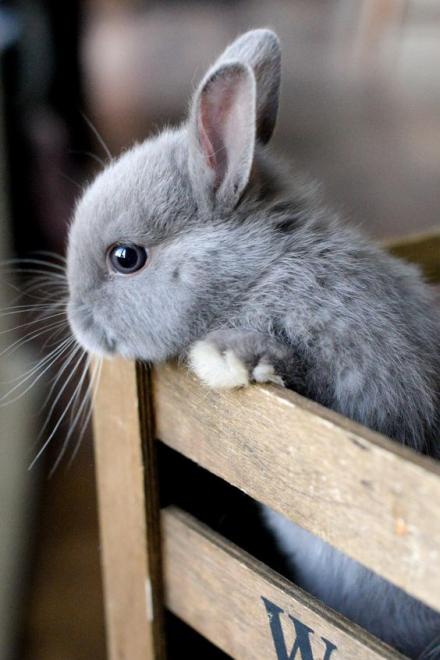 Chuyện Sau Khi Chuyển SInh Thành Thỏ