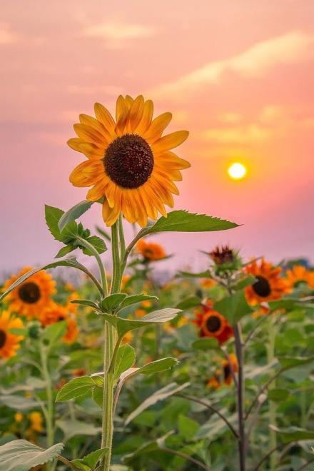 Hot Search! Án Mưu Sát - Hoa Hướng Dương