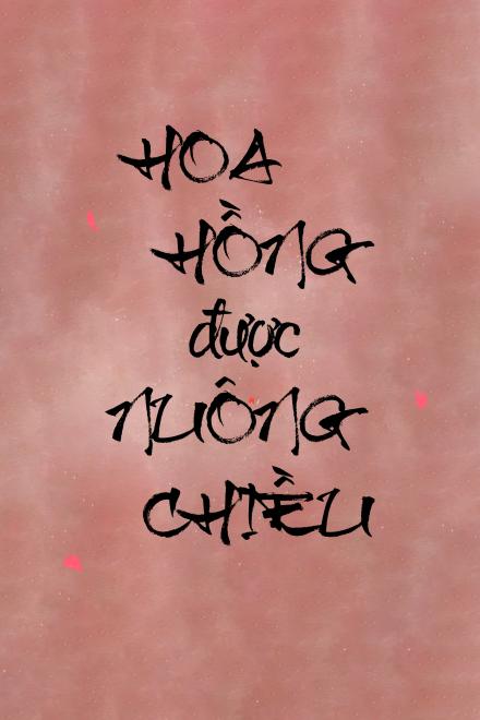 Hoa Hồng Được Nuông Chiều