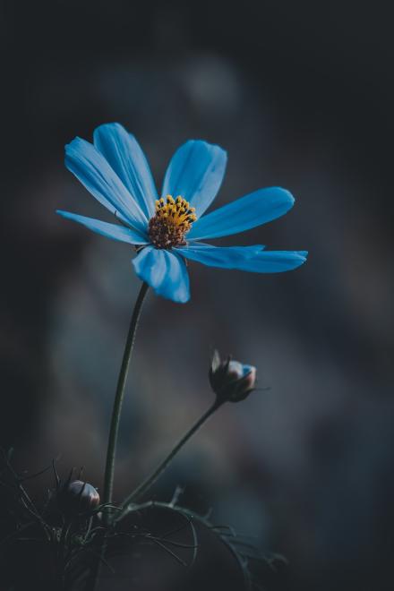 Mười Năm Hoa Nở