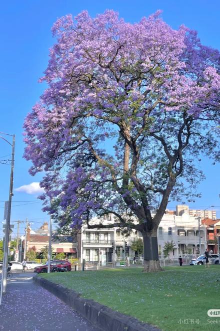 Mèo Nhà Tôi Là Gián Điệp