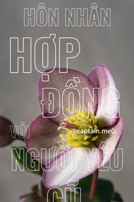 Hôn Nhân Hợp Đồng Với Người Yêu Cũ