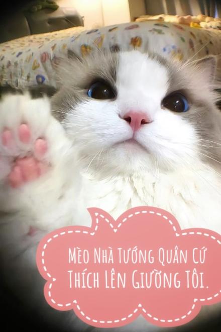 Mèo Nhà Tướng Quân Cứ Thích Lên Giường Tôi