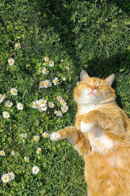 Xuyên Thành Nữ Chủ Không Nên Thân Muội Muội